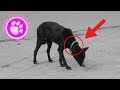 Rescue of Scared Injured Homeless Dog with Embedded Collar