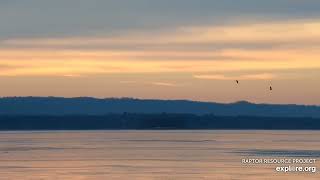 Mississippi River Flyway Cam. Morning eagles - explore.org 12-21-2021