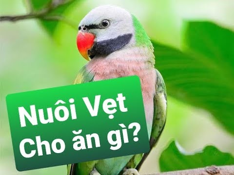 Video: Mèo của tôi có chán nản không?