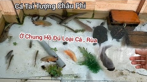 Caá tai tượng sống với cá kiển nào được năm 2024