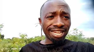 kuota ng'ombe wa walionona, ng'ombe wenye rangi ya njano na nyekundu