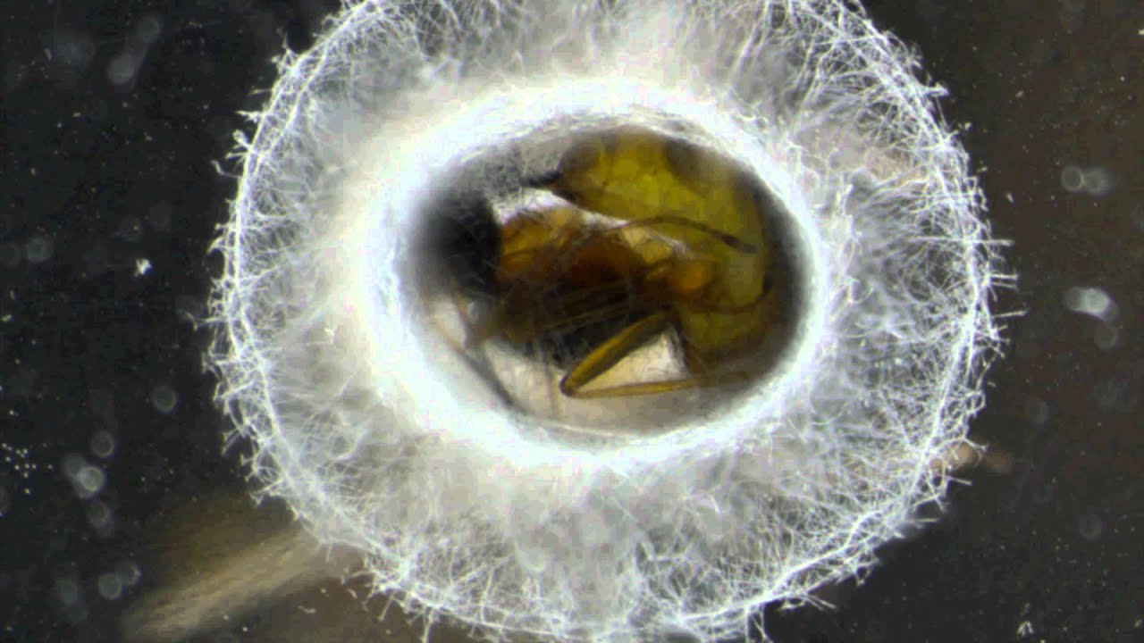 Parasitic wasp (Praon pequodorum) emerging from a pea aphid