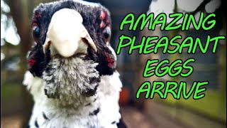Small UK Farm Tour as the First Amazing Pheasant Eggs Arrive