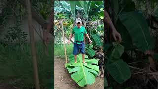 Naik Daun Hela Ah funny comedy