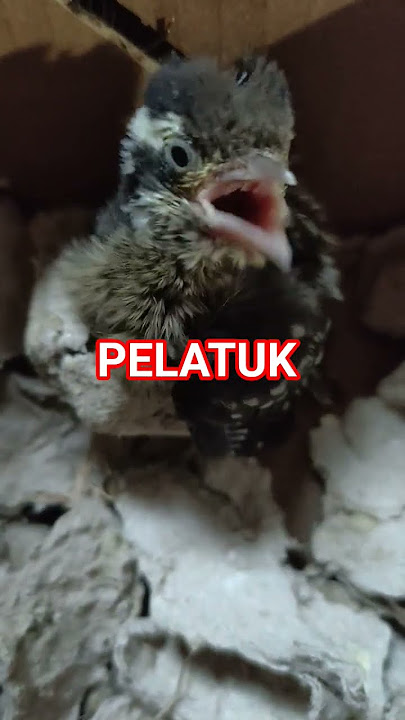 pelatuk beras gacor dor! #kicaumania