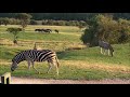 UK Safari & Stay at Giraffe Lodge, Port Lympne Reserve, Kent