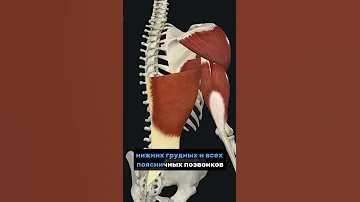 Широчайшие мышцы / muscles latissimus dorsi