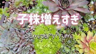 センペルビウム】梅雨入り目前だけど株が混み合いすぎているので子株を  
