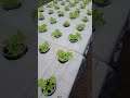 Hydroponics Lettuce- Agribackyard daily vlog