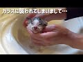 カラスに襲われていた子猫を保護したら…
