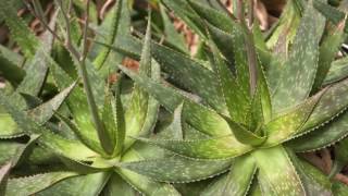 The Garden Gurus - Waterwise Succulents