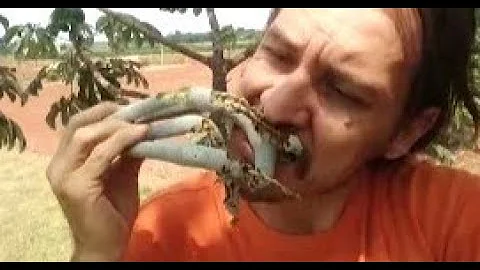 Pode comer o fruto da embaúba?