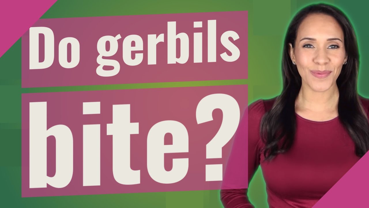 Do gerbils bite? YouTube
