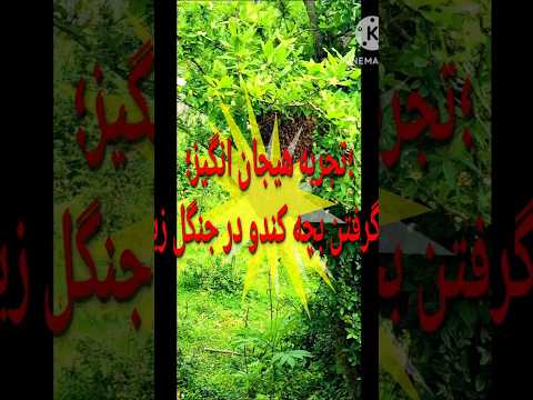 زنبورداری در دل جنگل روش گرفتن بچه کتدو در دل طبیعت