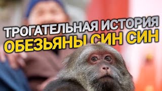История однорукой обезьянки Син Син