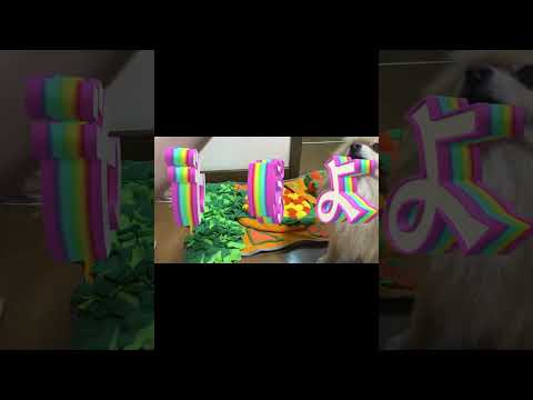 ノーズワークマットで犬と遊ぶ #ポメラニアン