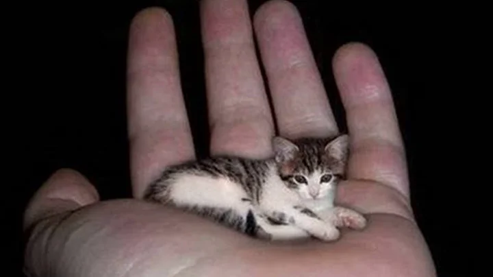 Video 11378261: cat breed kitten, smallest cat breed, tiny cat, cat exploring, feline