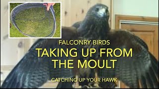 FALCONRY: How to take birds up from the moult, Harris hawks and others