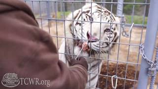 Tigers Get Treats at Turpentine Creek Wildlife Refuge from Animal Curator Emily McCormack
