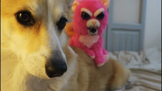 My dogs reaction to the Angry pet! (Scary)