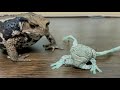 Can Boss Toads Be Gentle on Small Frogs? AzumaToad, Amazon Milk Frog.ボスヒキガエルは小さいカエルに優しくできるのか?