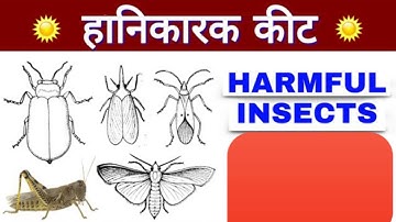 harmful insects || science class 4 || kanak classes  || lesson 6 insects ||