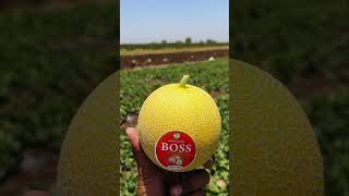 Seamons Seeds BOSS Muskmelon #farming #ytshorts #fruitseeds #melonseeds #agriculture