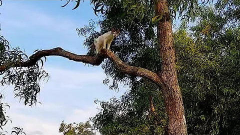 Watch the video about Funny cat videos 2026 || cute baby kittens meowing ll #catvideos #cat #meow #pets #funny #catsound