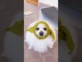 ベイビーヨーダ超えポメヨーダ #ポメラニアン #yoda #pomeranian