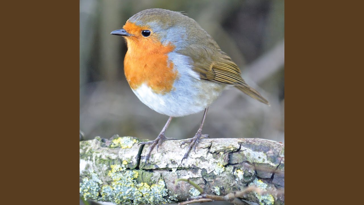 Watch Techo on YouTube Watch Techo on YouTube