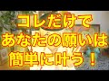 あなたの願いがすぐに叶ってしまいます‼️byキャメレオン竹田