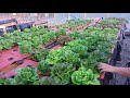 Cold weather Kratky Hydroponics Update (ready for market)