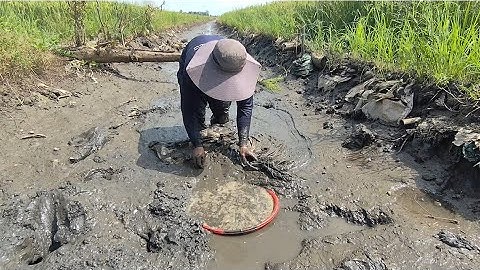 Giải cứu cá mắc cạn (T118) 