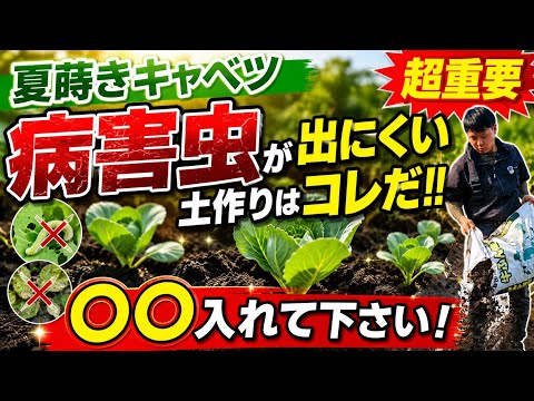 紫キャベツで土のpHがわかる?簡単3ステップテスト術