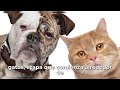 El Reloj Biológico de tu Mascota: Prevenir es Amar