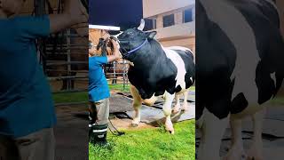 Holstein Friesian bull from Brownie's Ranch