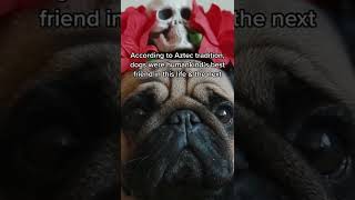 Making an ofrenda for beloved dogs who have passed is part of some modern Dia de los Muertos celebr