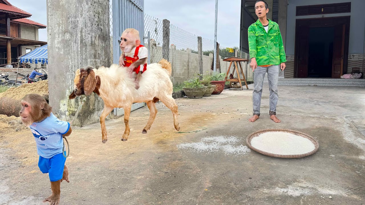 Funniest ever! CUTIS & baby monkey take care of Goat forget task Dad gave 😂