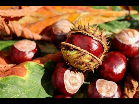 💗ЧУДО-ЛЕКАРСТВО у нас под ногами. Конский КАШТАН лечит ...