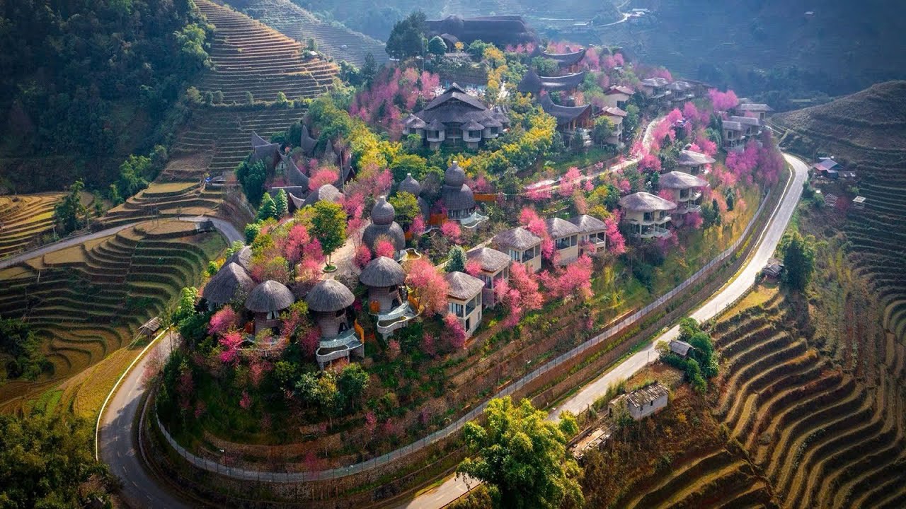 MÙA HOA TỚ DẦY TẠI MÙ CANG CHẢI| GARRYA RESOT
