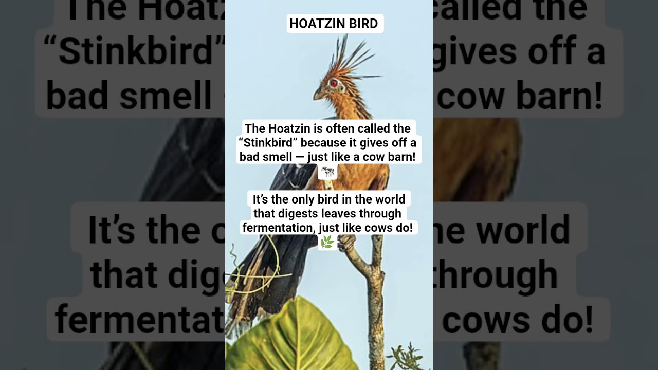 |Hoatzin Bird|