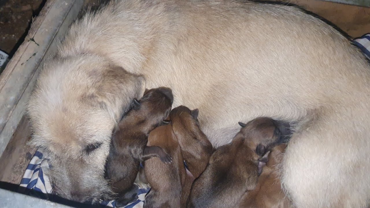 Little mom Dog Feeding Her cute 8 puppies ##puppies #dog - YouTube
