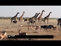 Wildlife friendly travel tips