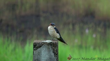 Red-rumped Swallow (Cecropis daurica) -Calling