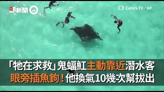 鬼蝠魟眼被插魚鉤 向潛水客求救！澳洲大叔換氣10幾次幫拔出｜動物｜海洋生態