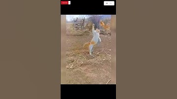 Cat catching birds #viralvideo #catvideos #cat #shorts #youtubeshorts #shortvideo #animals