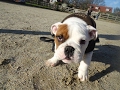Arthur - English Bulldog Puppy - 5 Weeks Residential Dog Training Arthur - English Bulldog Puppy - 5 Weeks Residential Dog Training