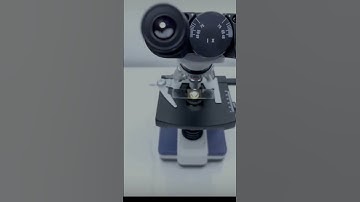 Shrimp threads under the microscope #microscope #undermicroscope #micro #macro #usa