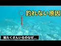 鮭の群にルアーをぶち込んだら…【鮭釣りを科学する】｜Salmon fishing｜Cause of not being able to catch｜