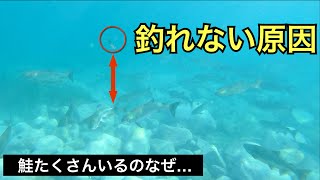 鮭の群にルアーをぶち込んだら…【鮭釣りを科学する】